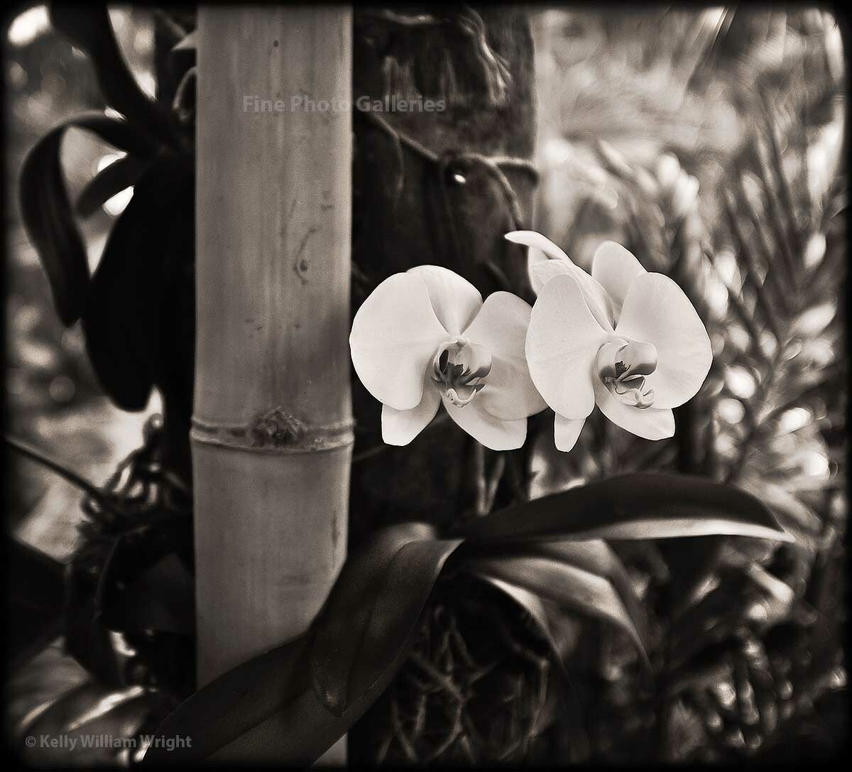 KELLY WILLIAM WRIGHT Original Zen Garden MOTH ORCHID Flower Photo Art 8.5×9.5 in