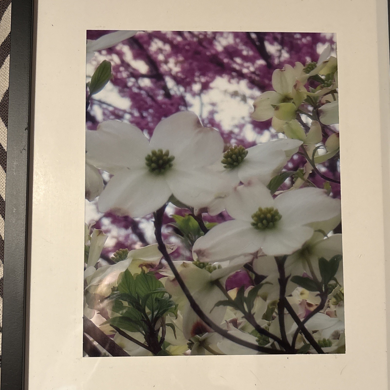 Nature photograph framed. color photograph, flowers, framed and matted. Dogwood