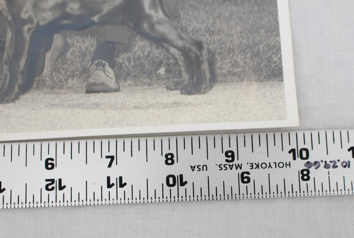 Vintage Dog Show Photograph Setter Signed Rubin 8×10 Award Ribbon 1970s Photo