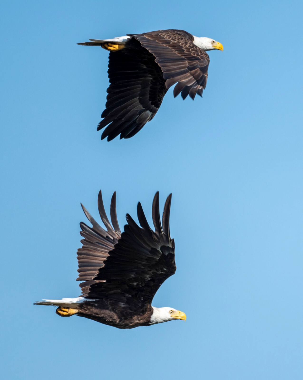 24 x 20 metal print of two eagles in flight