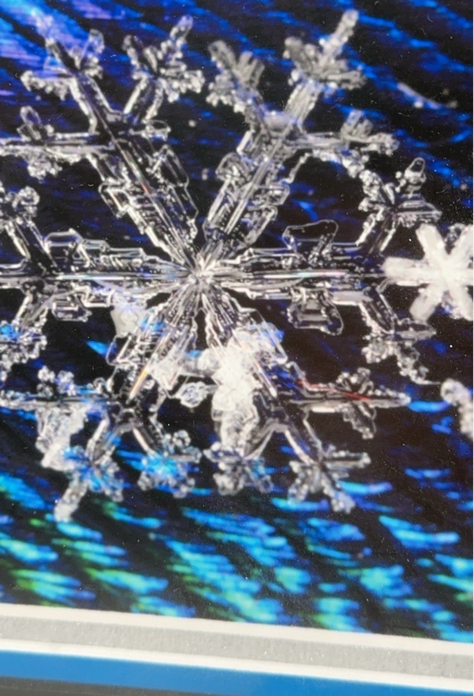 Karla Booth Macro Photography Snowflakes On Peacock Feathers Signed Art Snow COA