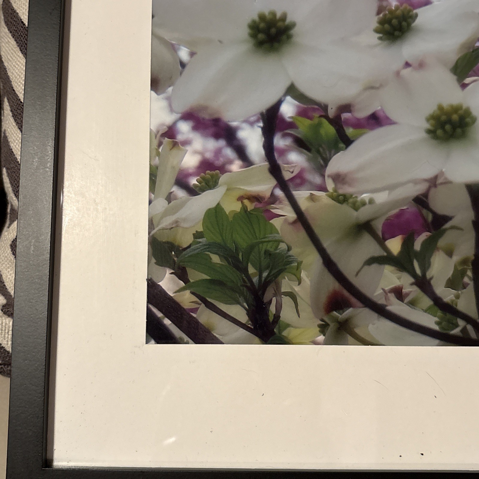 Nature photograph framed. color photograph, flowers, framed and matted. Dogwood