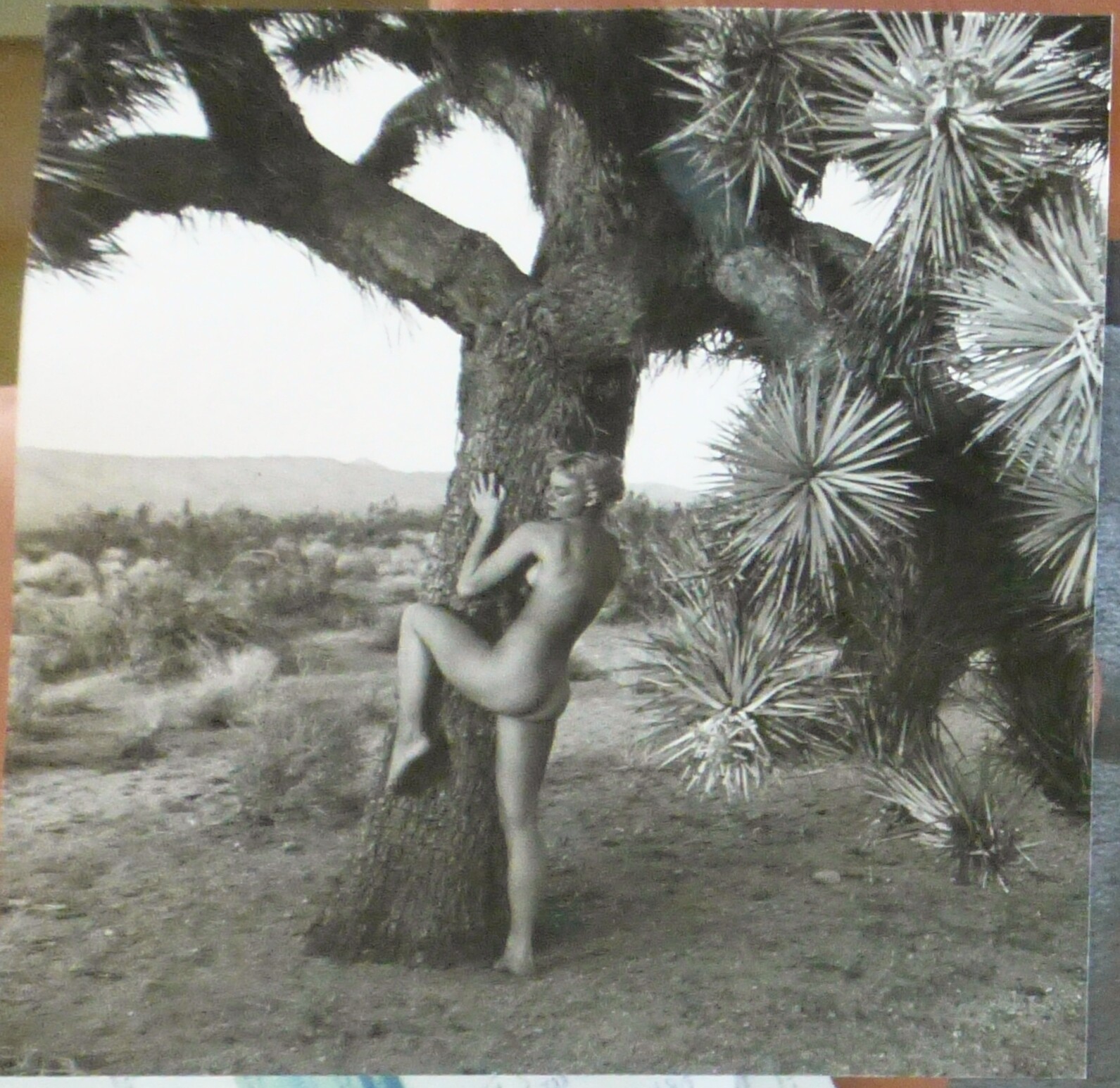 Andre De Dienes Nude Woman & Joshua Tree Photo Silver Gelatin Print 1960, COA