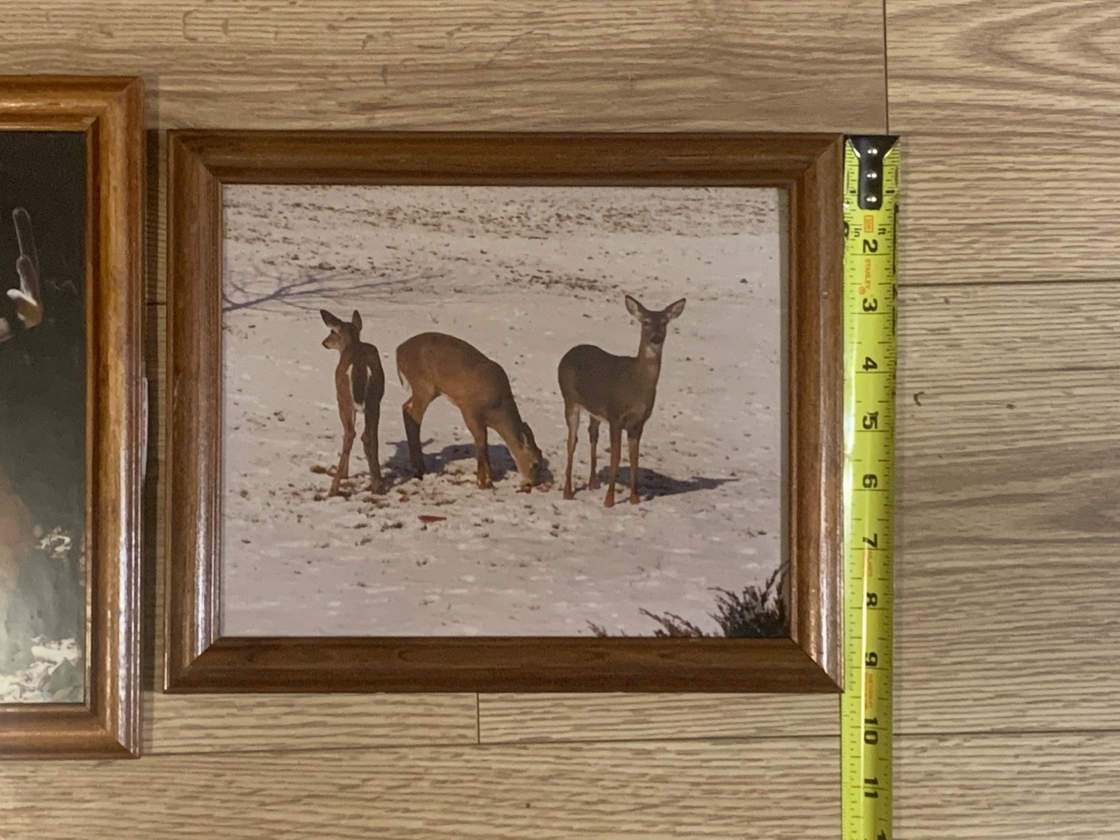 Framed Whitetail Buck Wildlife Photographs Pair 11×9.5 Lodge Art