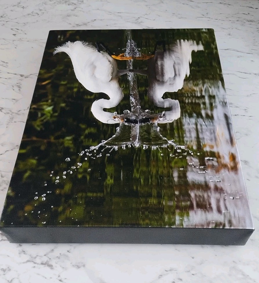 Snowy Egret Photo on Canvas Reflection On Water Colorado Wildlife Photography