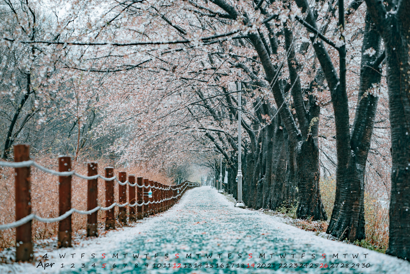 1$ Digital Image Seoul Aesthetics Apr 2026 Calendar Wallpaper – Cherry Blossoms