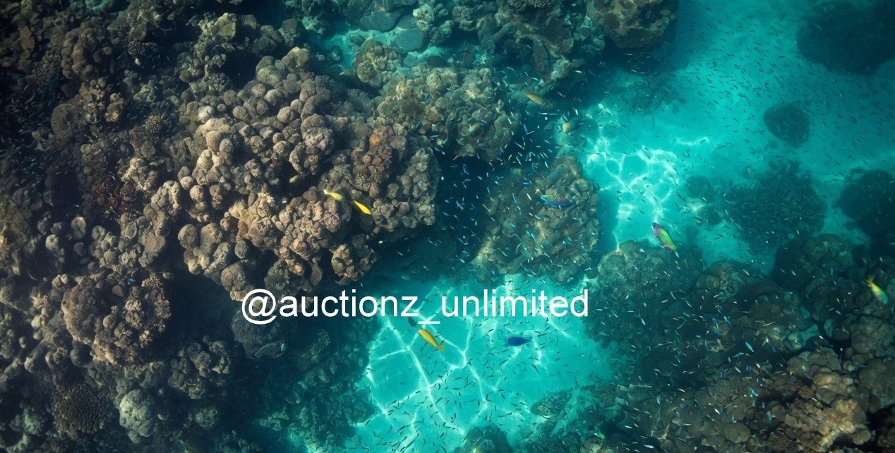 Aerial Top Down Coral Reef Digital Wallpaper Underwater Drone View Download