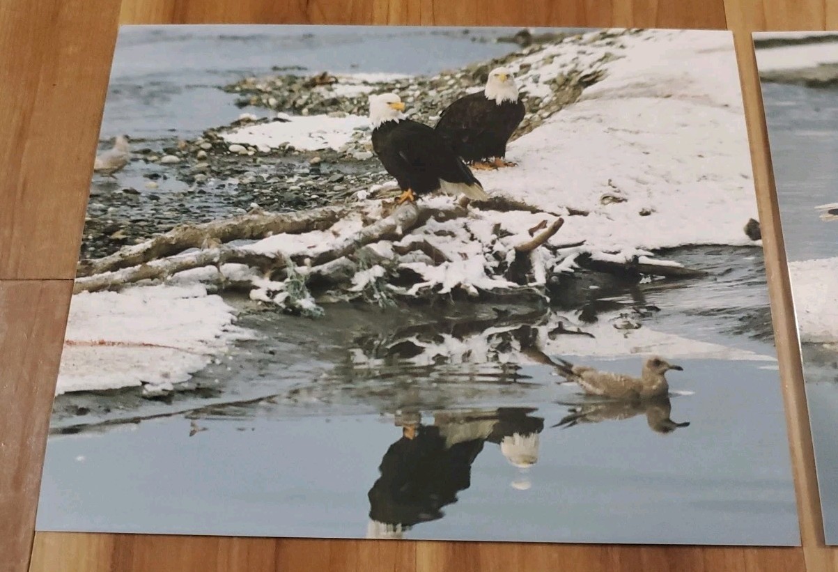 American Bald Eagle Print Pictures Lot of 3 Birds Nature Preserve Water 8×10