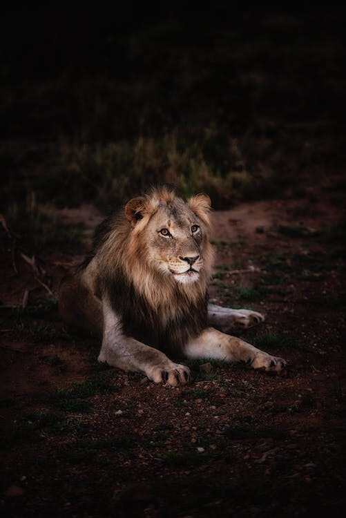 Digital Image Picture Photo Pic Wallpaper Background Lion Laying on ground 9