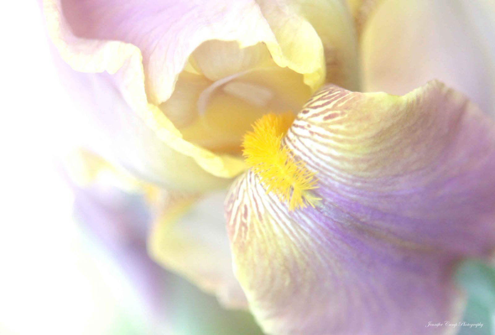 Purple Lavender Iris Petal Flower Macro – Wall Art, Home Decor Photography