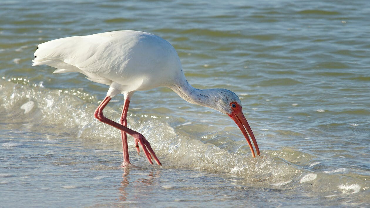 Digital Image Picture Photo Pic Wallpaper Background Water White Bird Nature