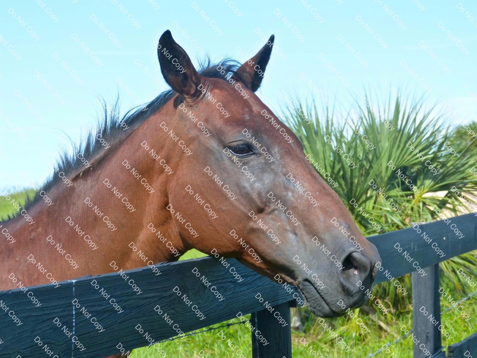 Digital Photo Image Wallpaper Background Horse In The Pasture