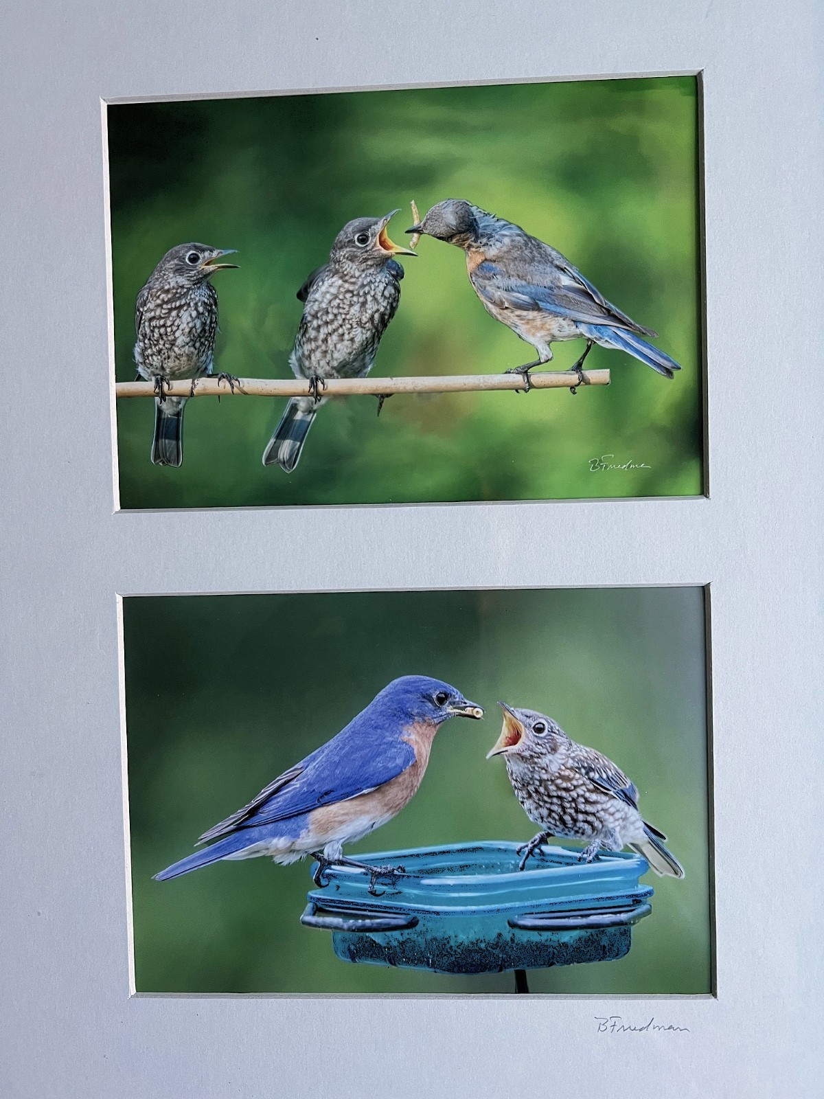 2 Original 5×7 inch Bluebird Photographs in 13 x16 inch Black Frame