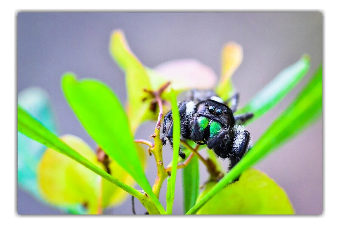 Daring Jumping Spider – Fine Art Macro Photography Prints – by Bear8Photo