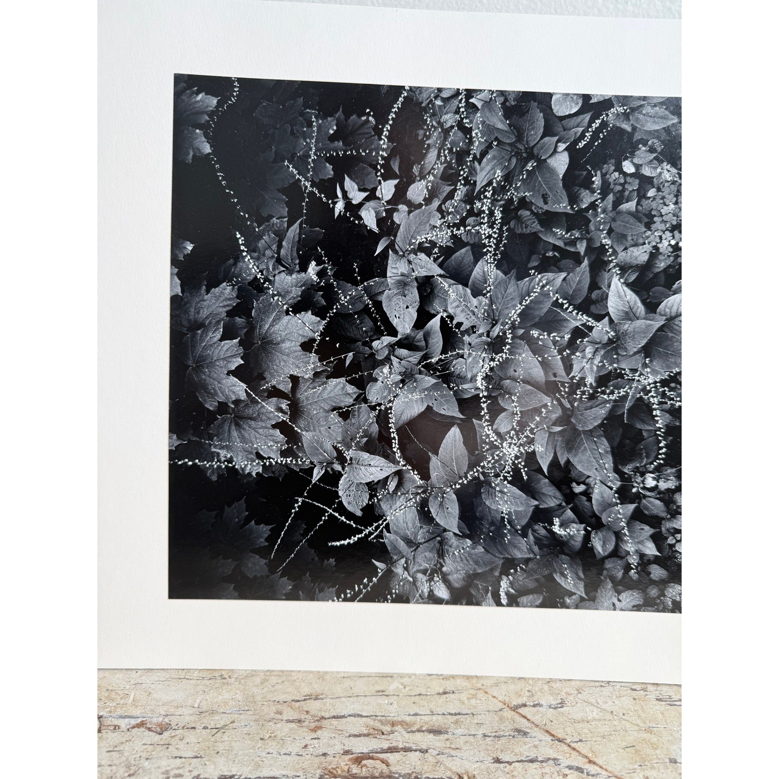 Black and White Botanical Fine Art Print Nature Photography Textured Paper 2939