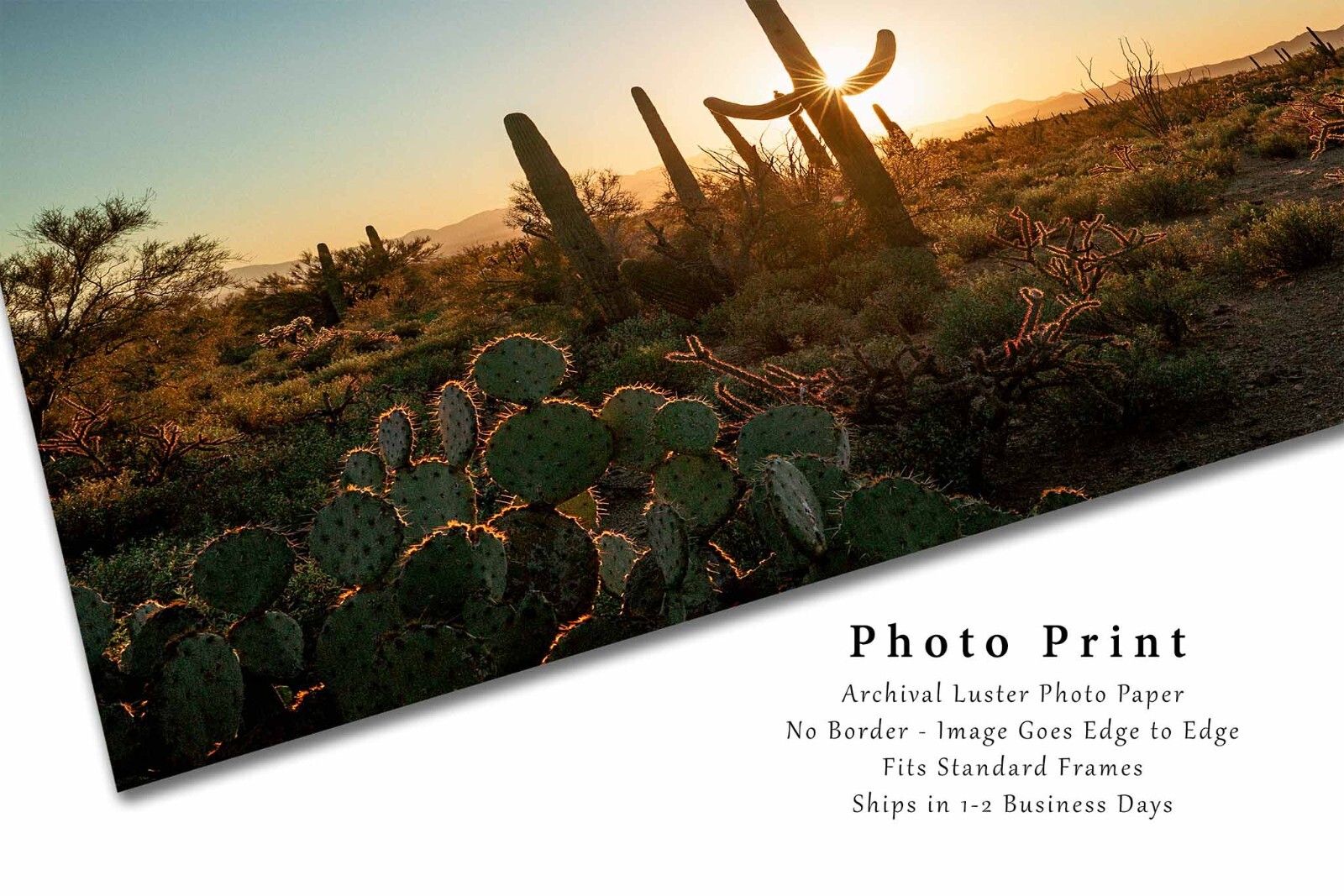 Saguaro Cactus Photography Print: Arizona, Sonoran Desert, Picture, Photo