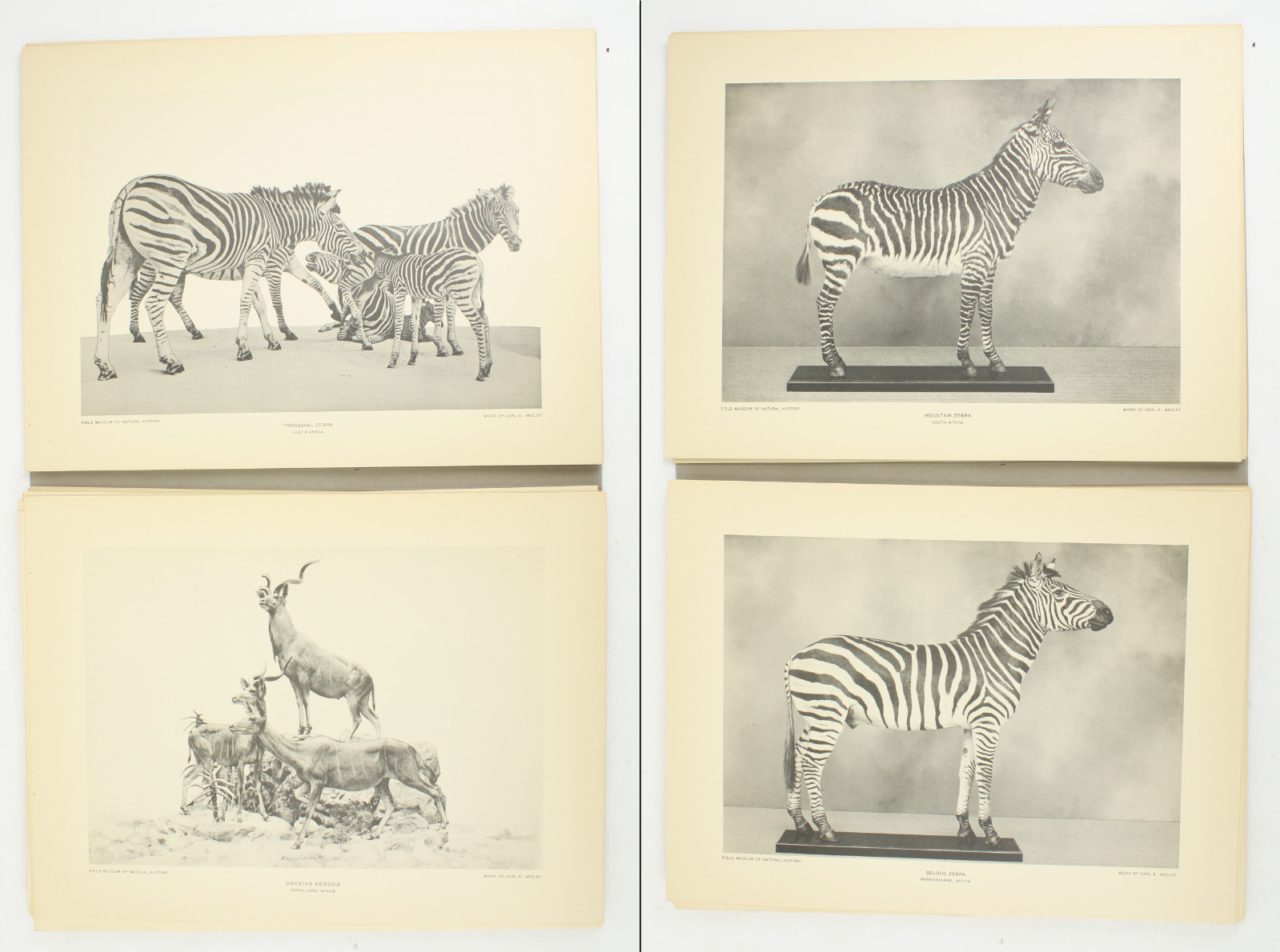 1927 Carl Akeley Photo Set Field Museum Natural History IL Taxidermy & Sculpture
