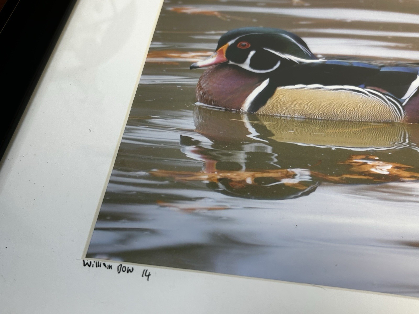 Male Wood Duck Signed Photograph William Dow 2014 Matted And Framed 17”x14”