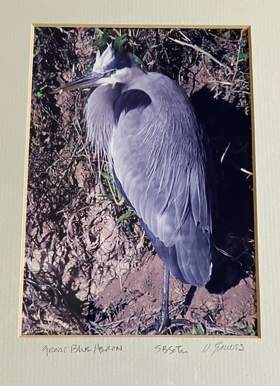 Framed And Matted Photograph Great Blue Heron Signed 14 X 11 Inches