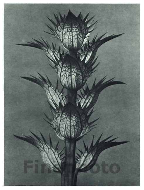 1929 Original Vintage BOTANICAL PLANT Flower Abstract Photo Art KARL BLOSSFELDT