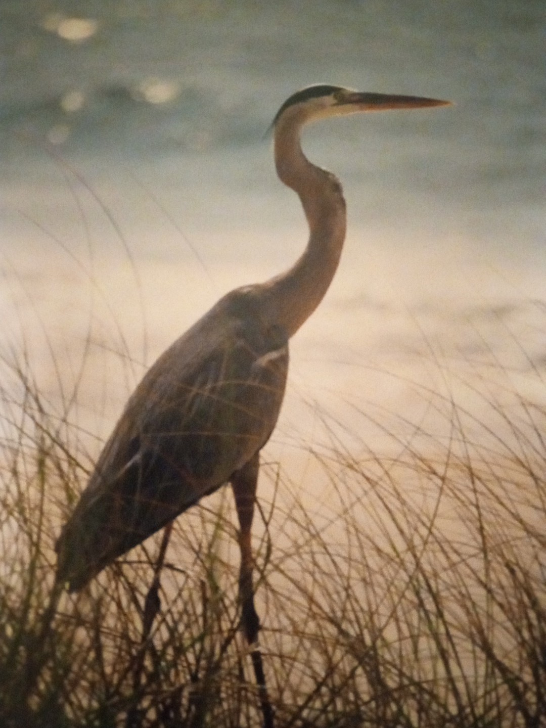 BLUE HERON Art Print Photography Signed Erica Boerma