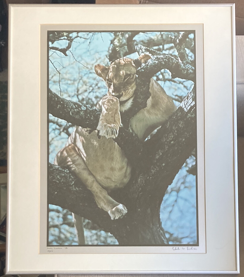 RARE Photographer Signed Limited Edition Photograph Print 1974 Lazy Lioness EUC!