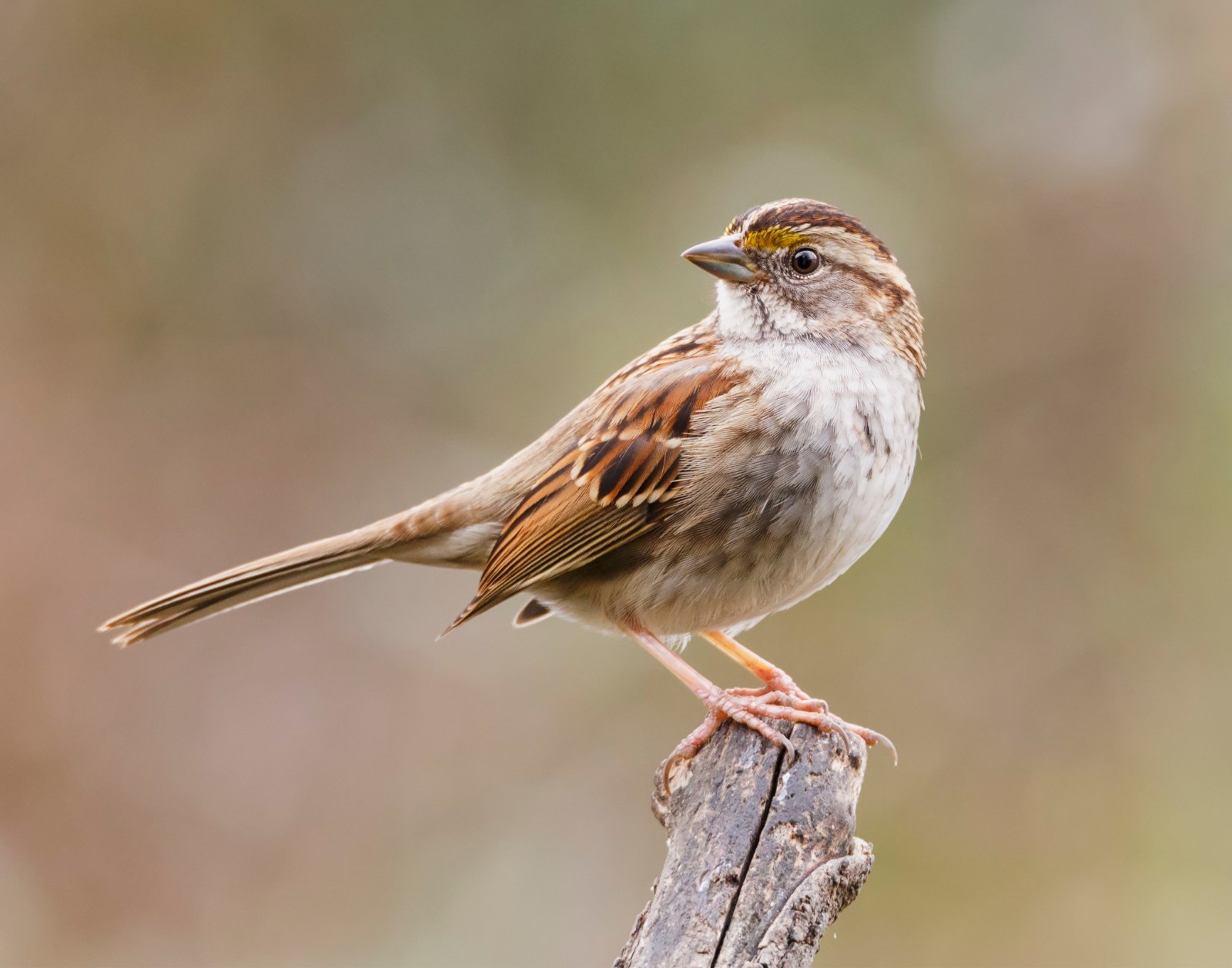 White-Throated Sparrow Bird 11×14 Photograph Print 11″x14″