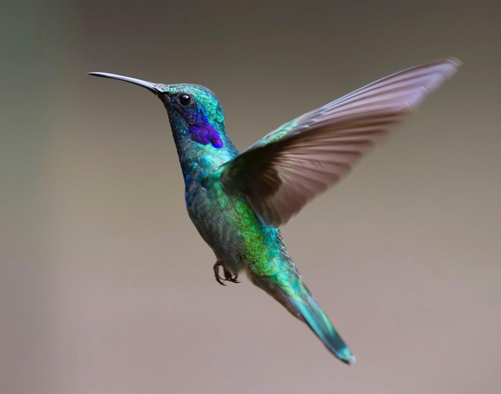 Colorful Hummingbird 11×14 Photograph Print 11″x14″