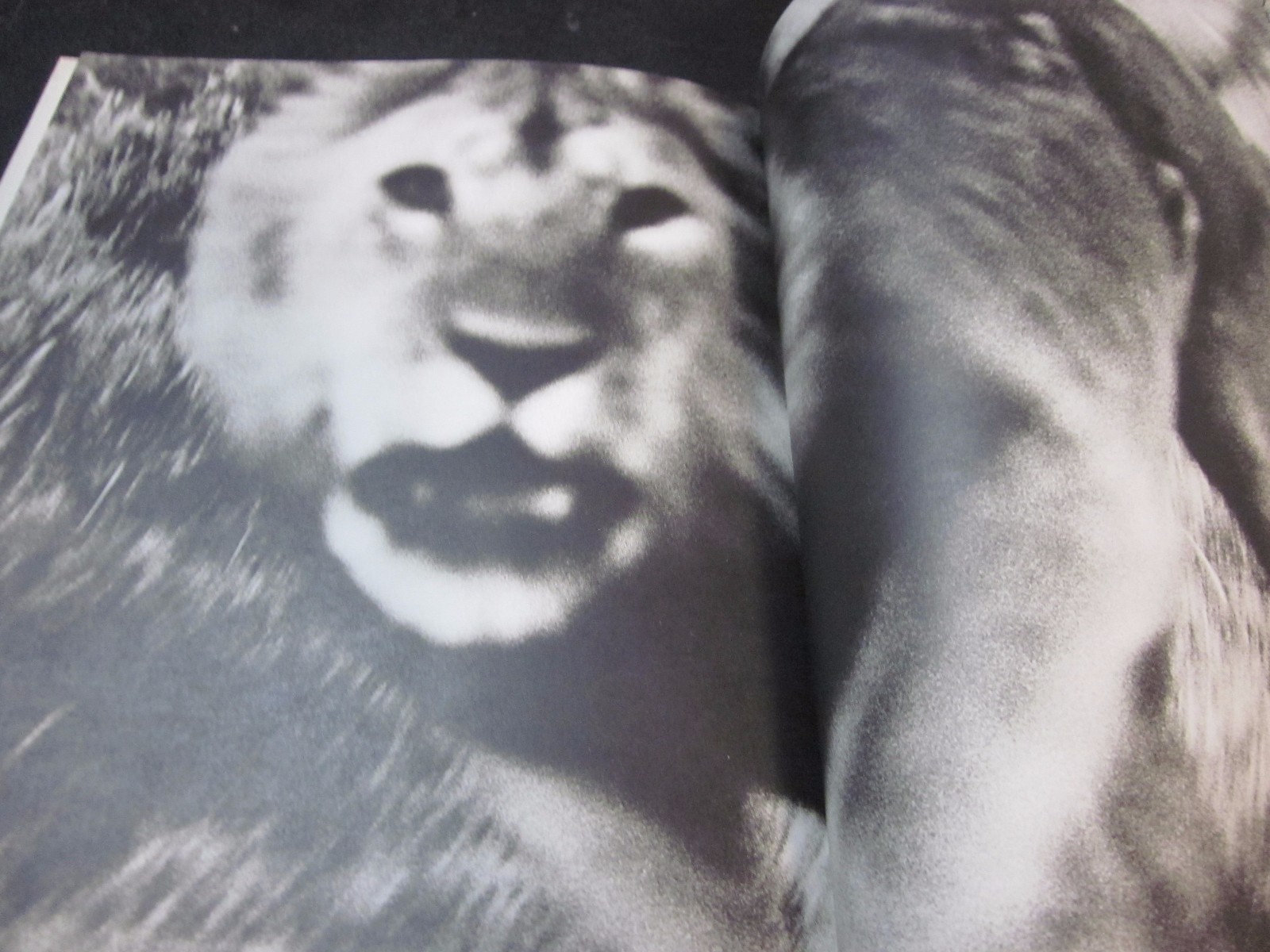 Peter Beard Photo book THE LAST WORD FROM THE PARADISE 1979 1st. edition Japan
