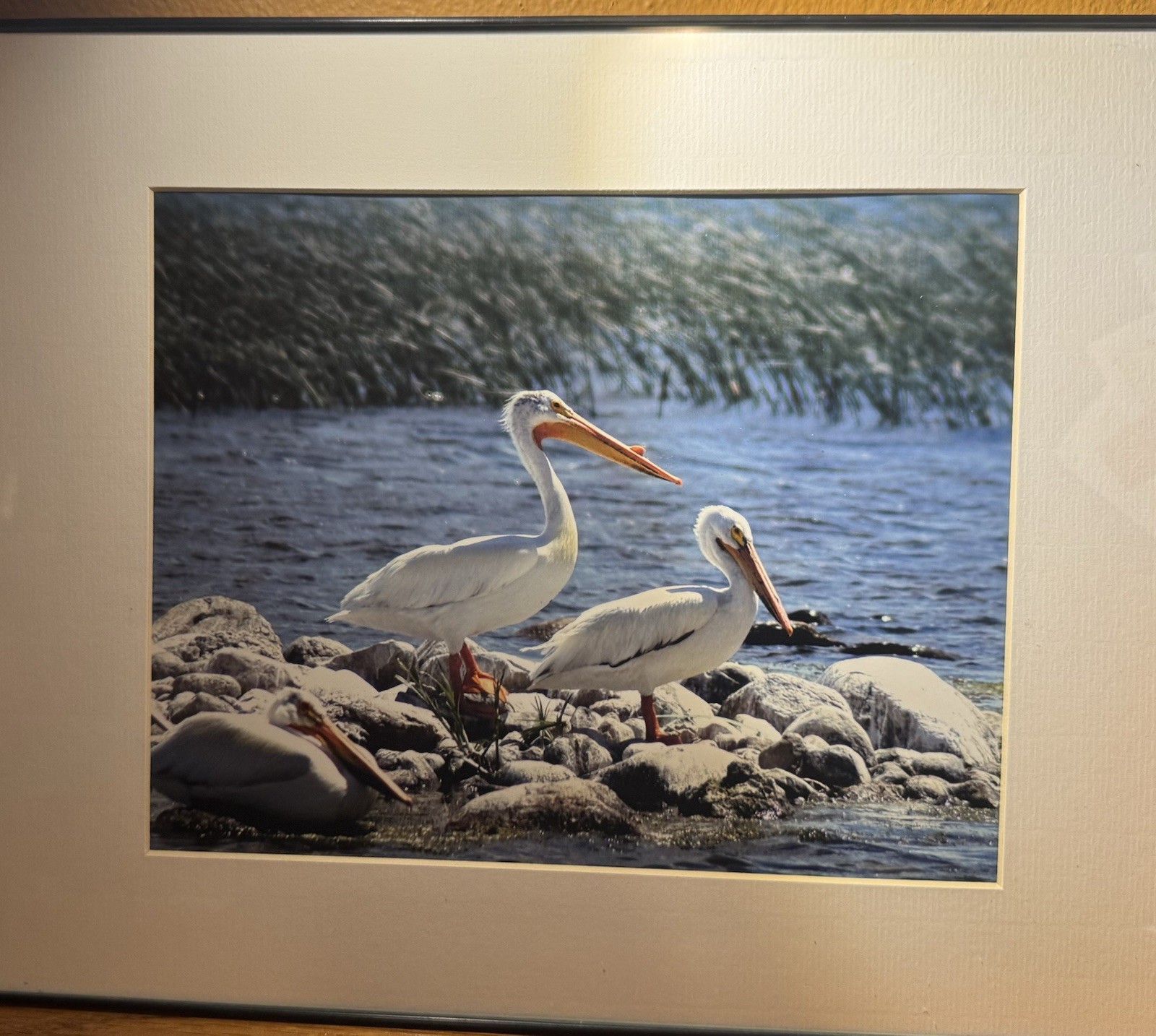Matted Framed Wildlife Photography of Pelicans by Water, Landscape, Color