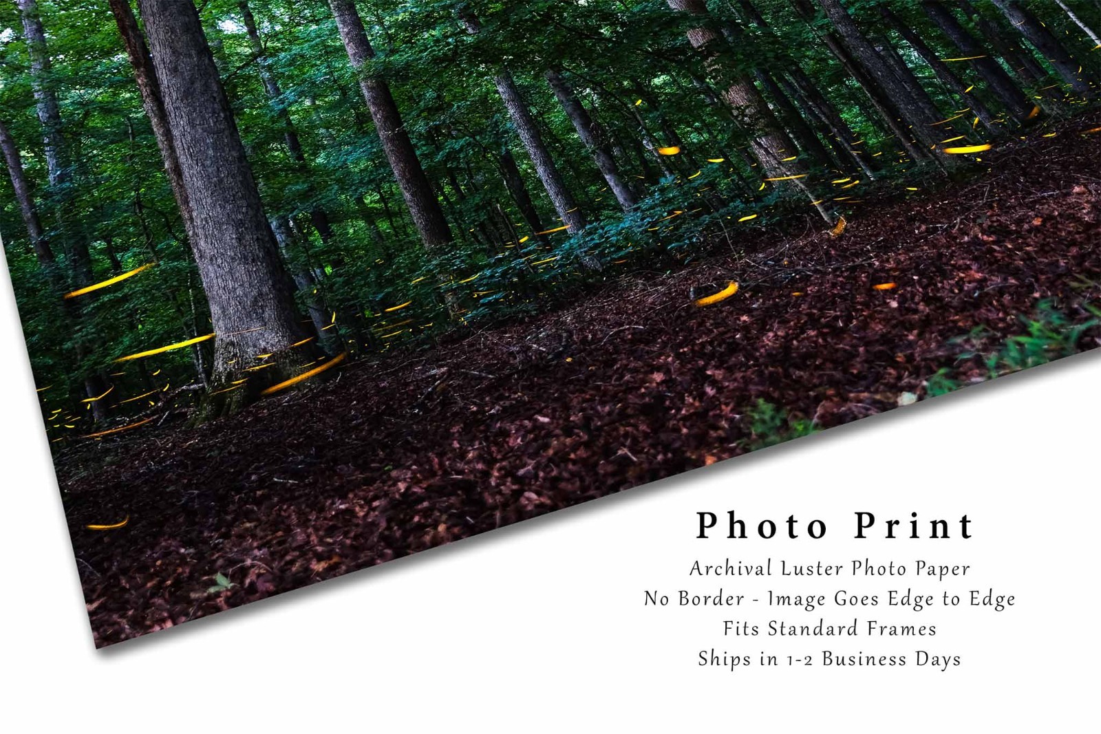 Fireflies Photography Print: Tennessee Lightning Bugs Forest Summer Nature Photo