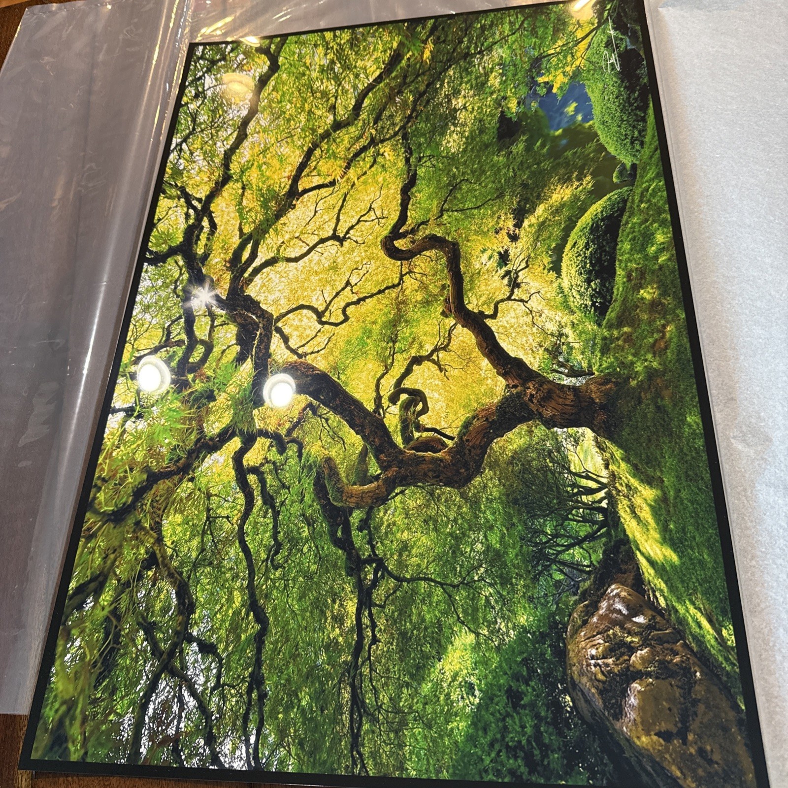 Peter Lik Small Tree Photo Print 24×16 Signed Unframed