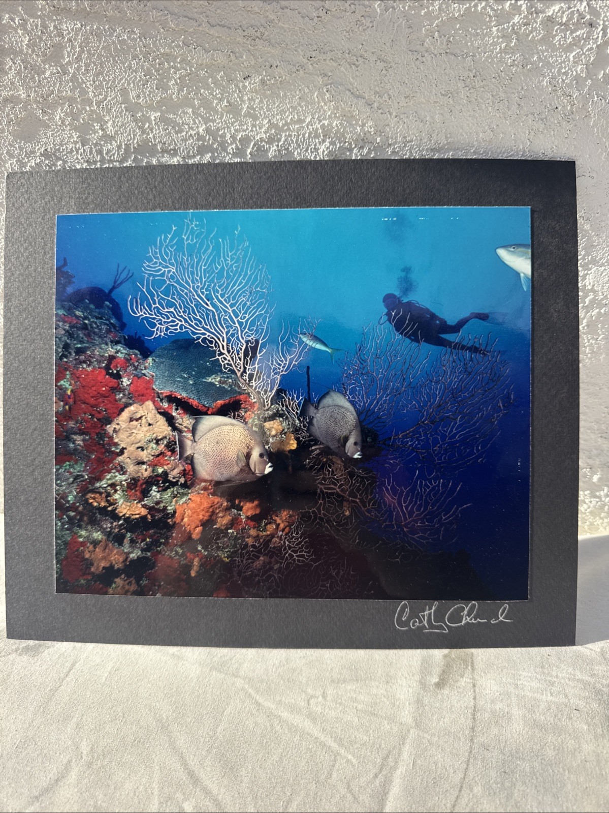 CATHY CHURCH Photograph “Gray Angels on Sunset Reef” 10″x8” Signed on Board