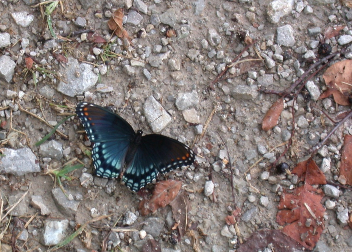 Beautiful Blue Butterfly 5×7″ photograph print