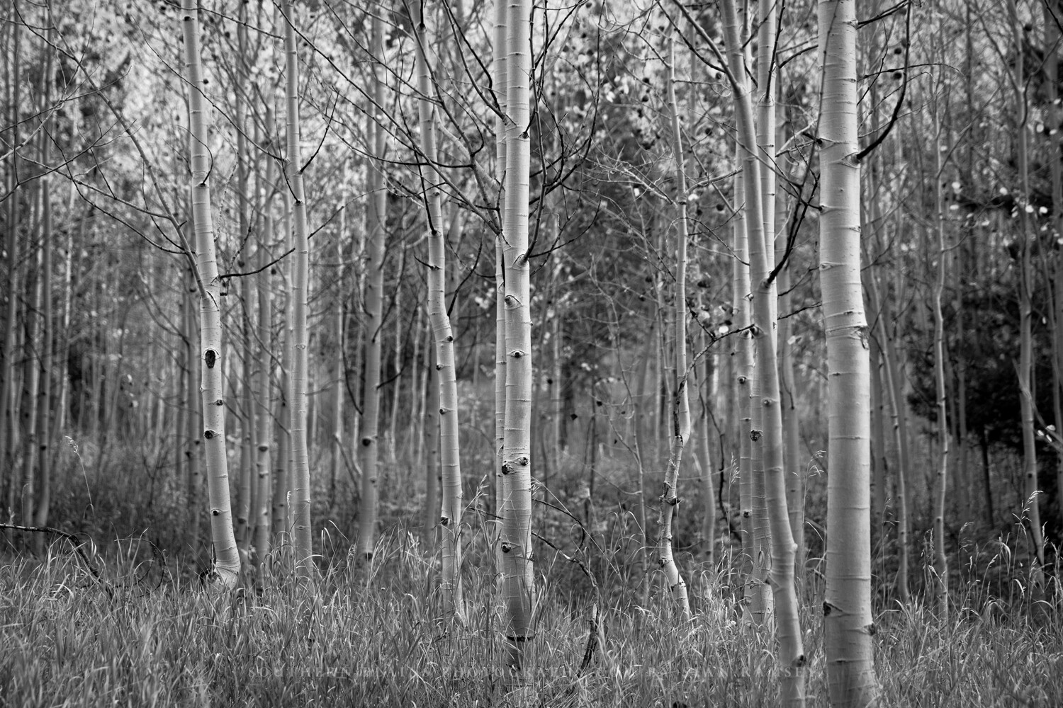 Black and White Photography Print of Aspen Tree Grove on Autumn Day in Colorado