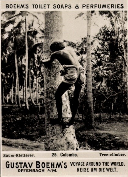 Photo Colombo Ceylon Sri Lanka, Tree Climber, Advertising Boehm’s… – 11088850