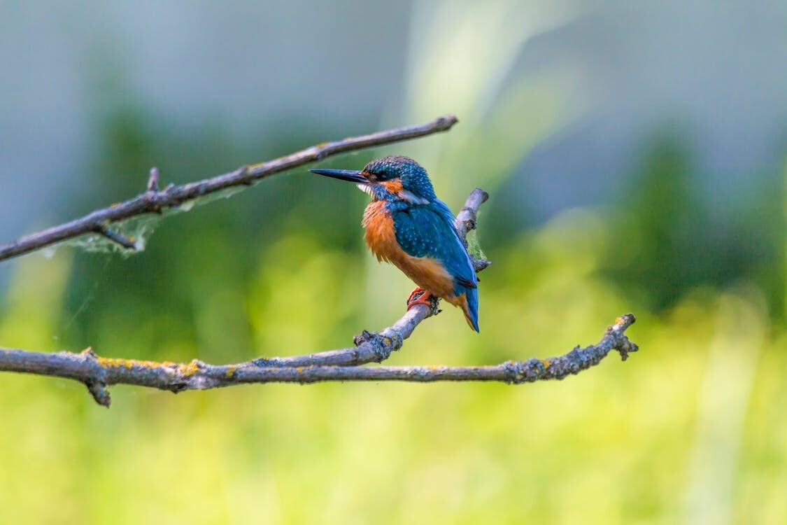 Digital Image Picture Photo Pic Wallpaper Background Blue Bird Lucky 432797