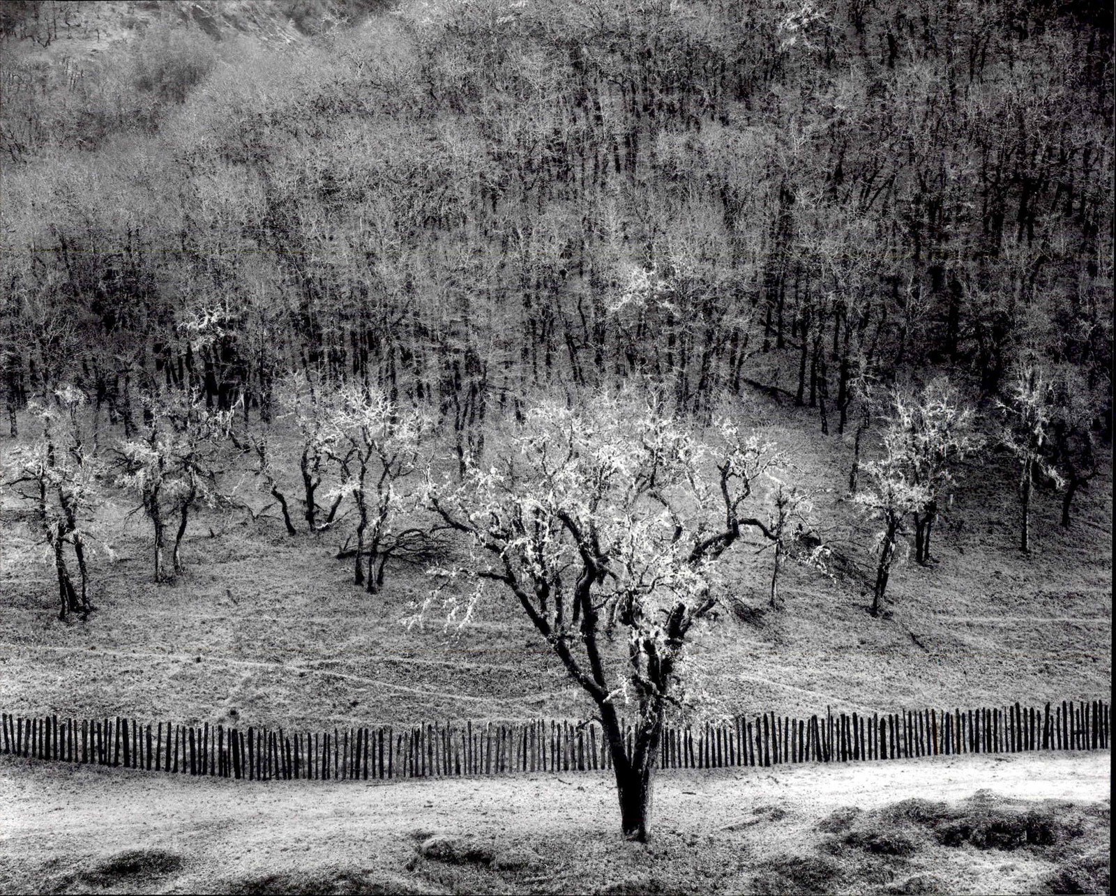 1986 1951 Ansel Adams Oak Tree Sonoma County Hills California Large Art Photo