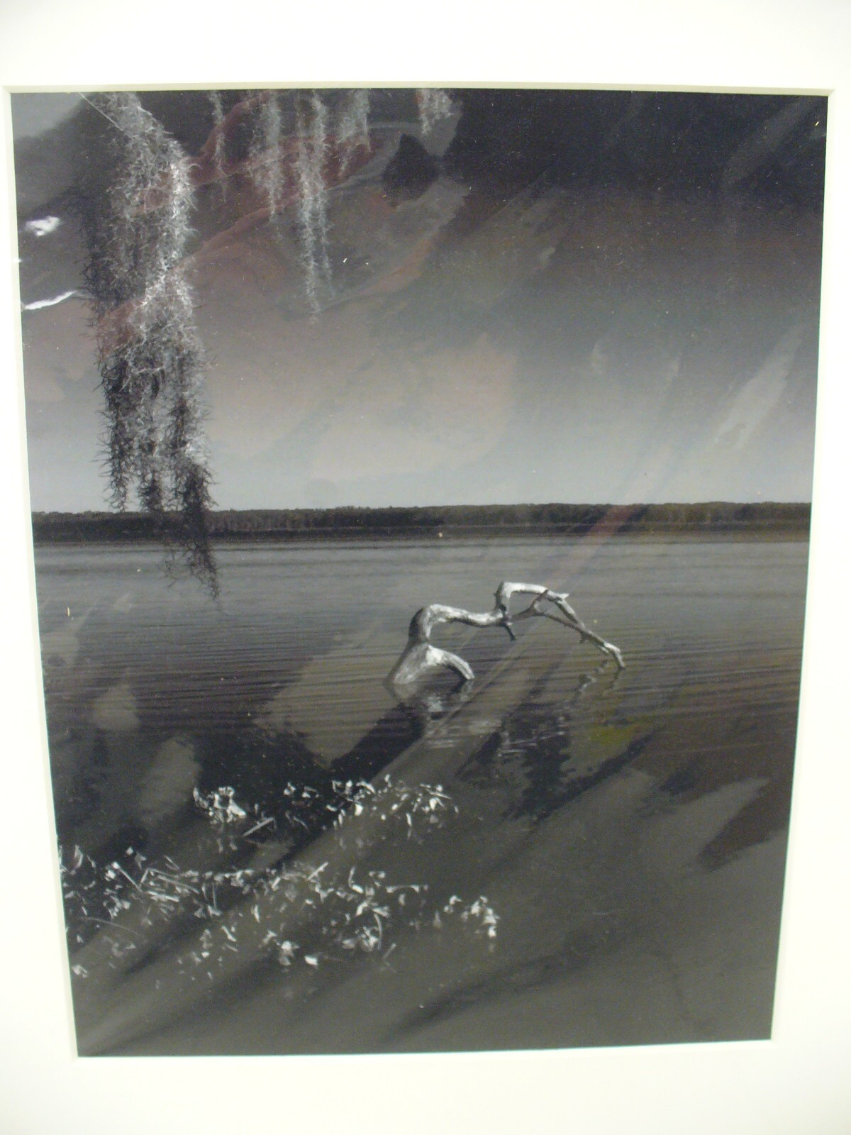 MATTED PHOTOGRAPHY Tree in Lake Nature Water B&W Acid Free 16×20