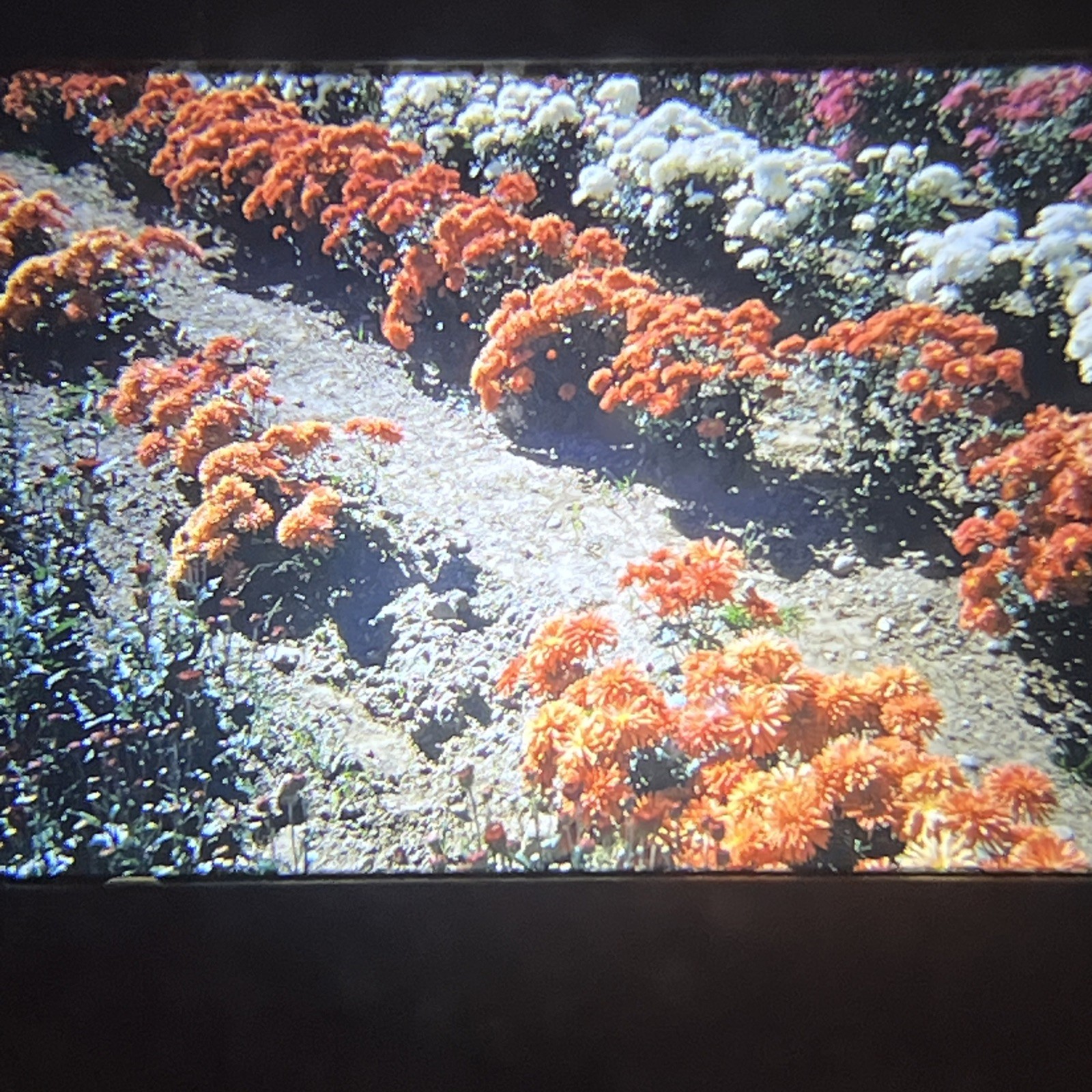“PRETTY OCTOBER FLOWER GARDEN” 1952 Nature Photography FLORAL FLOWERS COLOR