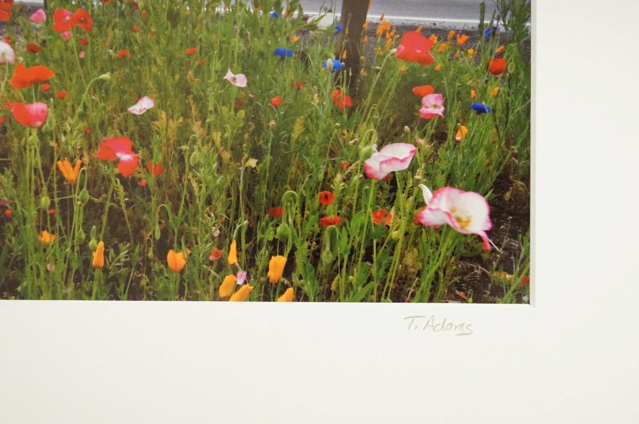 Tom Adams Photography Rural Road Mailboxes Poppies Flowers Oregon Photo Art 8×10
