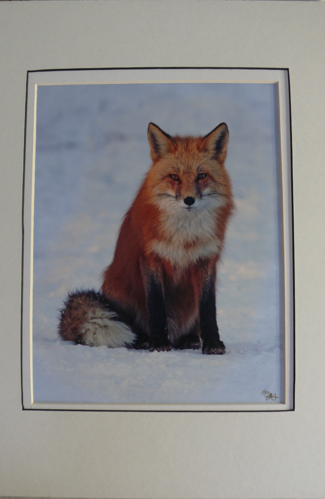 JUDY DEIST PHOTOGRAPH RED FOX OPEN EDITION