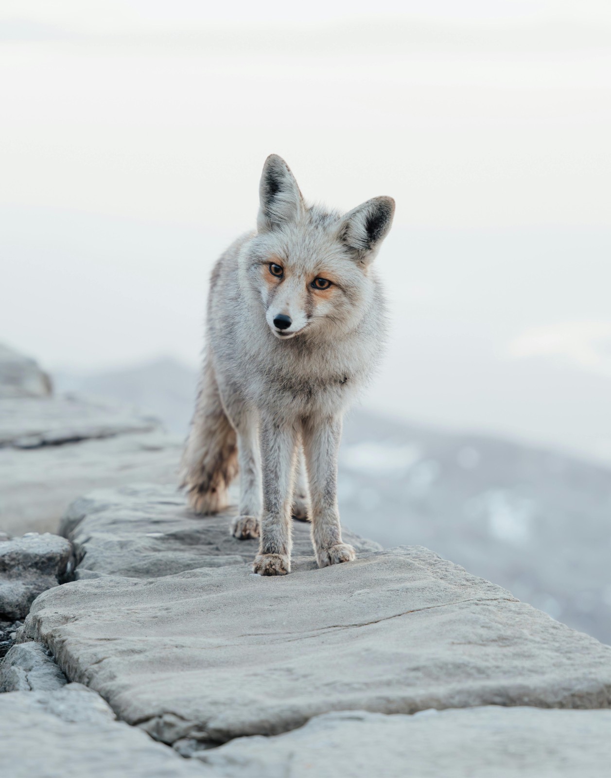 Majestic Arctic Fox on Stone Path in Winter Photograph 11×14 Print 11″x14″