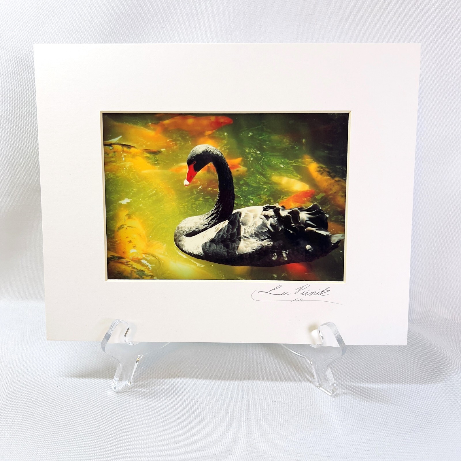 Black Swan Serene Artwork Signed Photograph Koi Fish Harmonious Composition 2008