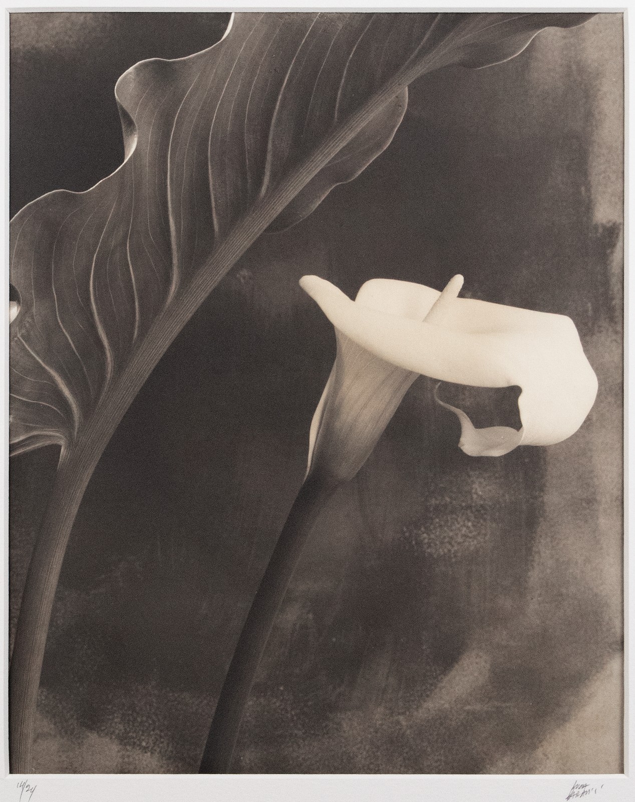 LUCA PARADISI, Platinum Palladium Print, Calla with Leaf, Ireland, Ltd, #14/24