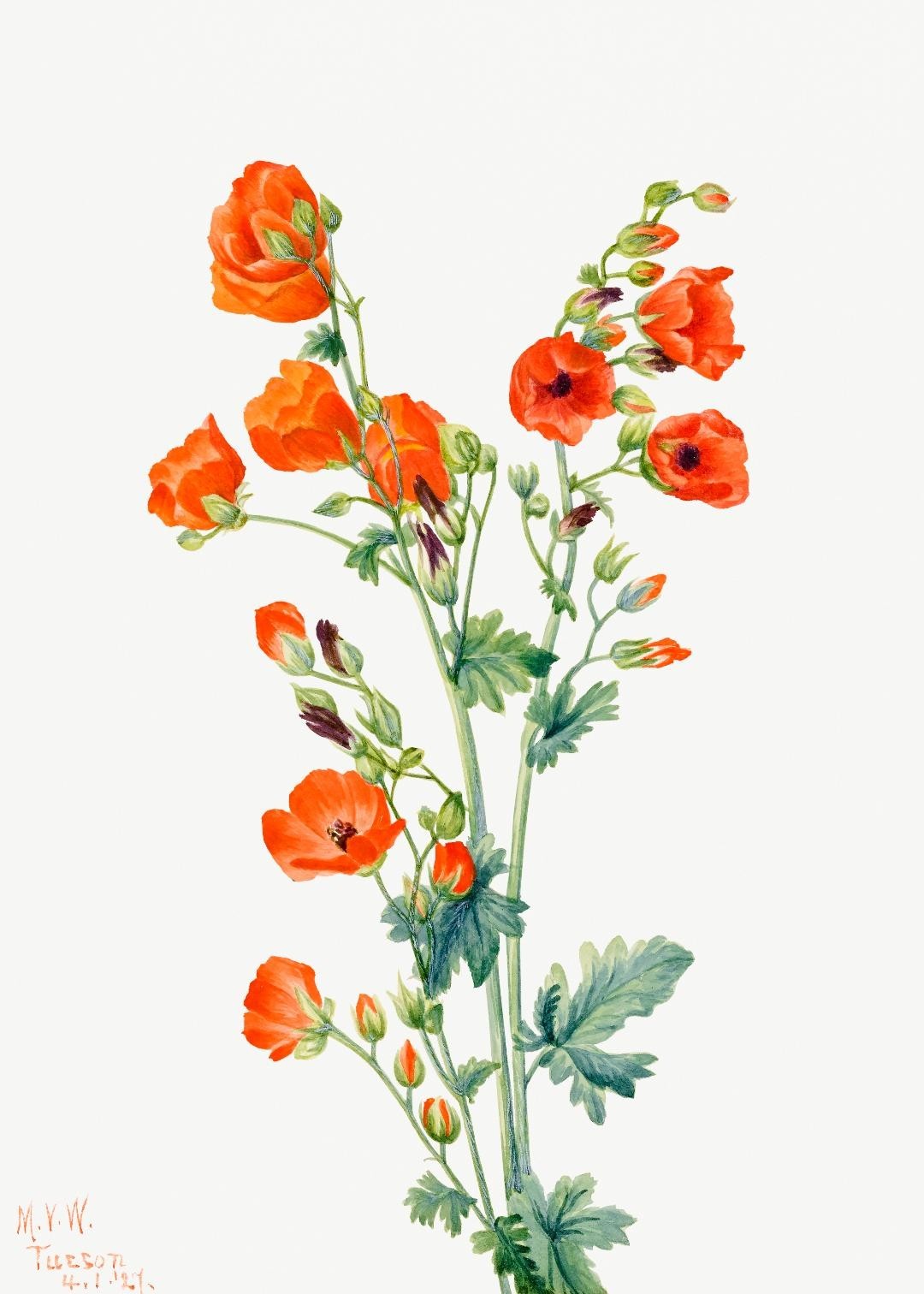Poppies Photo Artworks