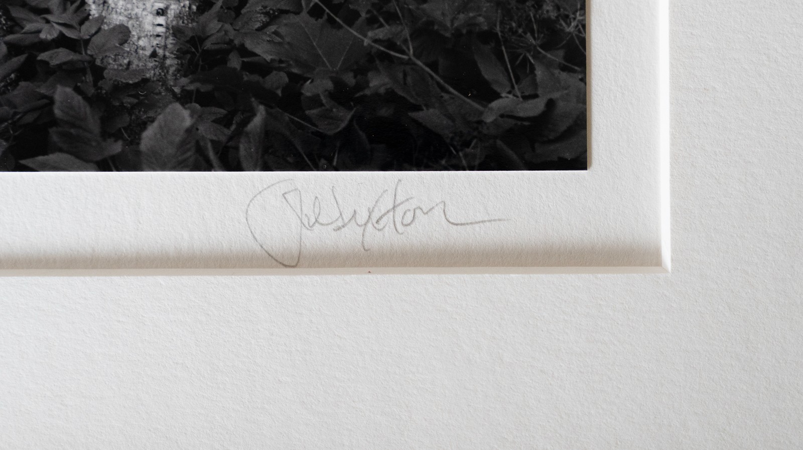 “Birches” Original JOHN SEXTON Signed Photograph 11×14/ 16×20 Framed