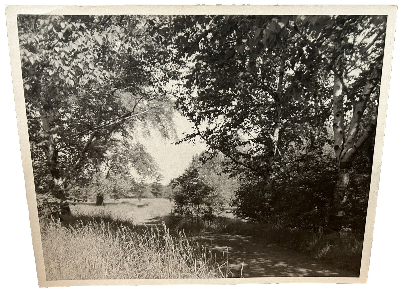 Arthur Gray Standard Oil Photographer Cleveland Ohio Americana Woodland Path Wow