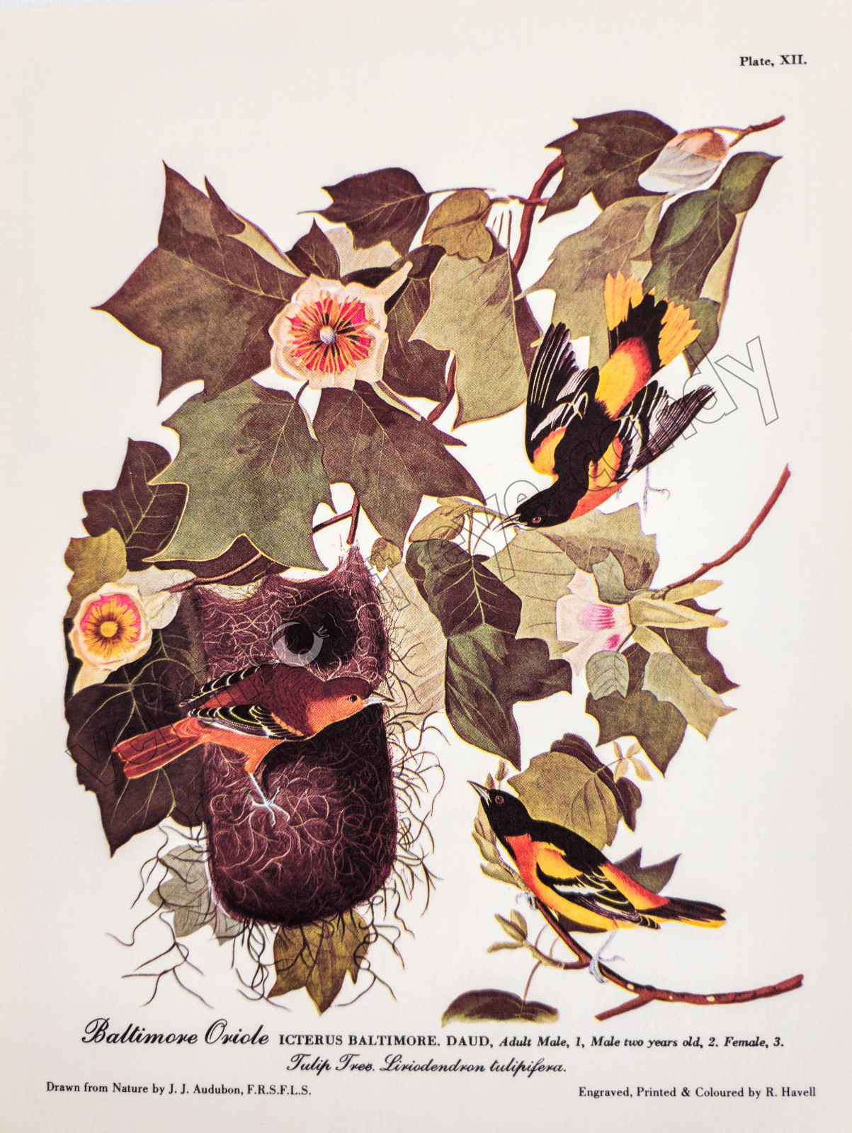 Baltimore Oriole Audubon Bird Art DIGITAL DOWNLOAD Print at Home Nature Décor