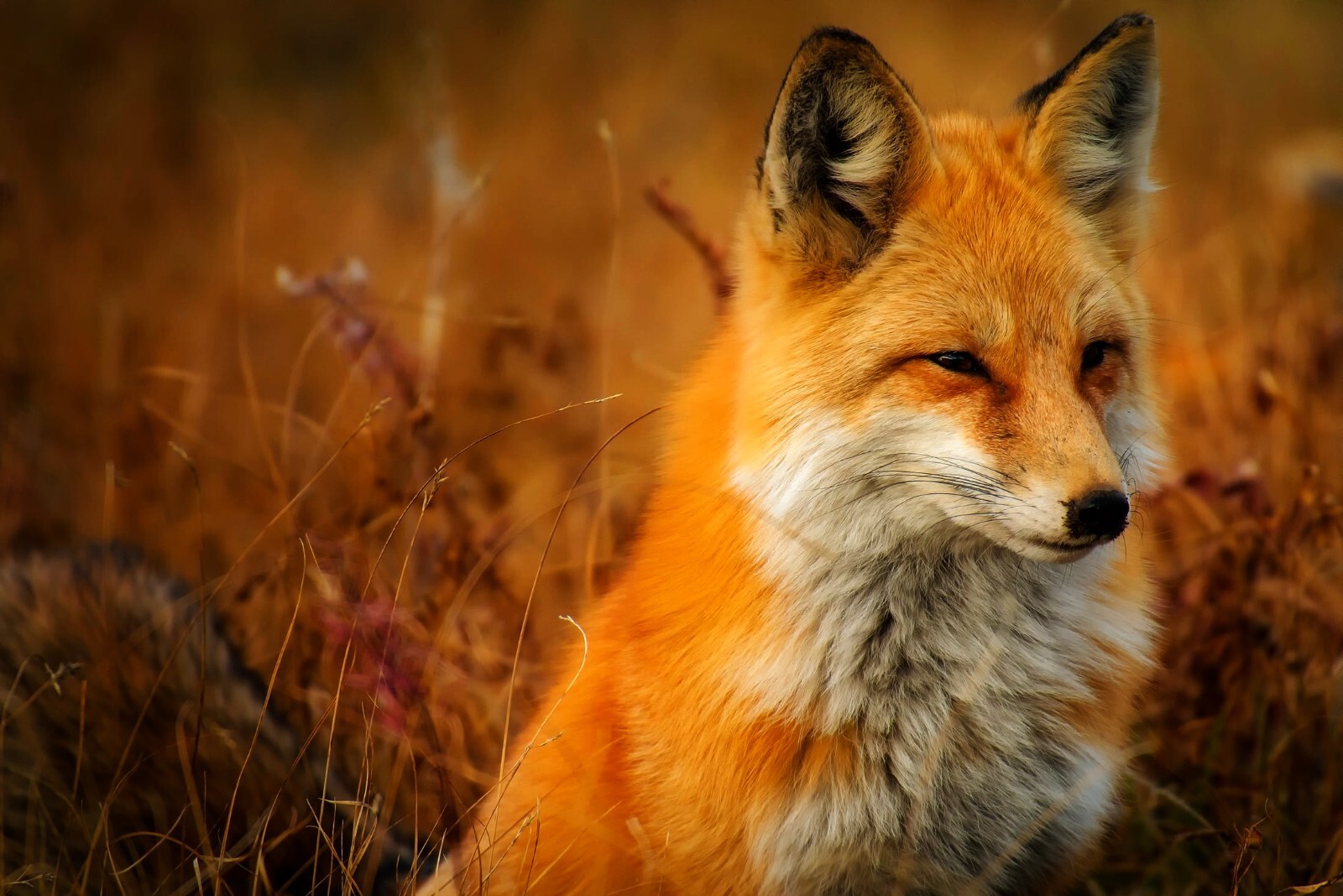 Photo Digital Art Product Wallpaper Background Image jpg – Picture fox animal